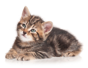 Serious cute kitten