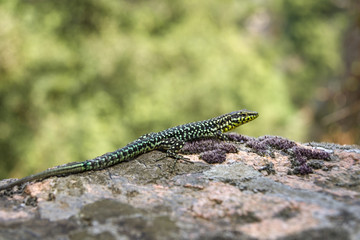 lizard on a rock