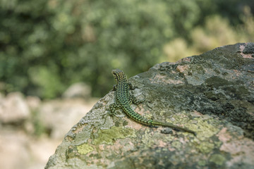 lizard on a rock