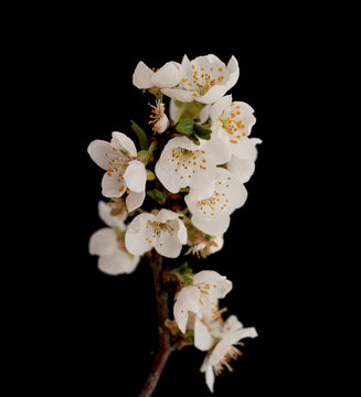 Cherry flowers on a branch