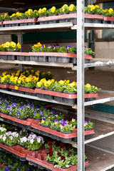 Regal mit Usambara Veilchen auf dem Wochenmarkt