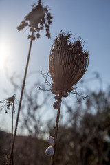 Dry Flower and snails