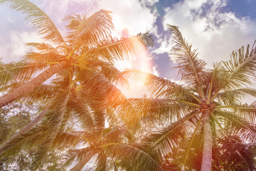 Fototapeta na wymiar Palm trees against blue sky, Palm trees at tropical coast, vintage toned and stylized