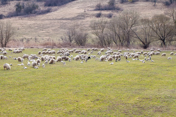 Flock of sheep pasturing