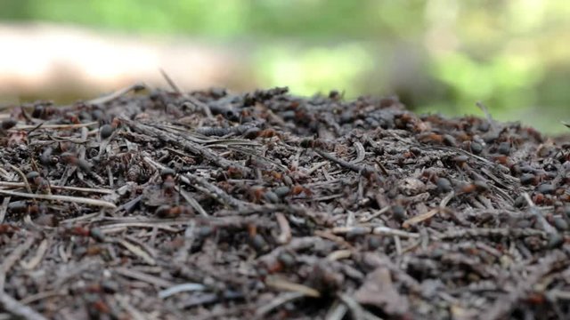 Macro closeup of an ants nest