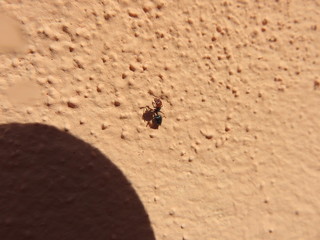 Formica testa rossa