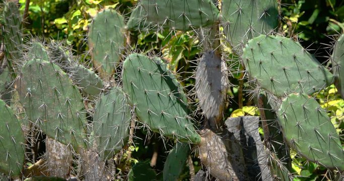 Specimen of Prickly Pear Cactus, an Invasive Species, Growing in Indonesia