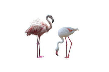 Bird flamingo isolated on white background