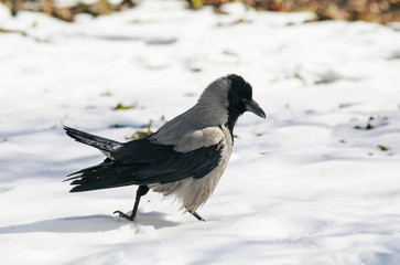 bird hooded crow strong paces around the deep white snow