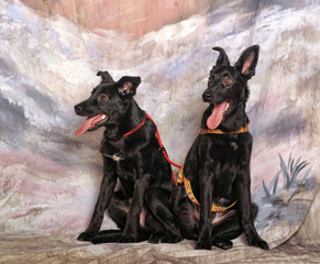Two mongrel dogs on cold background in studio