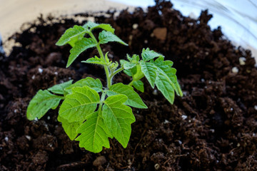 Green seedling of tomatoes growing out of soil