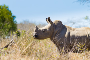 Fototapeta premium Isolated puppy rhinoceros, South Africa