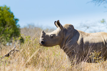 Isolated puppy rhinoceros, South Africa
