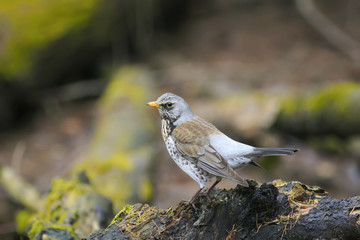 bird speckled thrush stands on a green wooden stump in spring Park