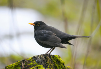 Blackbird stands on a green wooden stump in spring Park