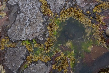 Background of black lava stone with yellow water alga (Mornington Peninsula, Australia)