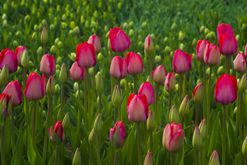 field of tulips. tulips flowers. red tulips. Bed of pink tulips