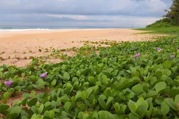 Экзотический пляж острова Шри-Ланка.