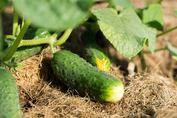 Cucumber growing in garden