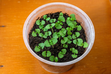 Young spring seedlings of basil in a pot. Seedlings of fragrant herbs