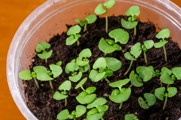 Young spring seedlings of basil in a pot. Seedlings of fragrant herbs