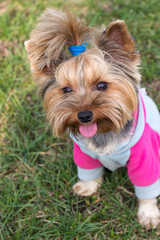 The dog of Yorkshire Terrier sitting on grass