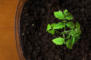 Green seedling of tomatoes growing out of soil