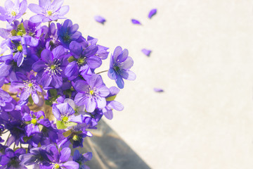 Violet Spring flowers background with copy space.