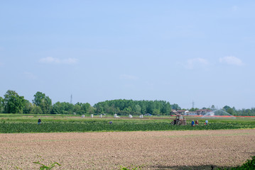 la raccolta degli ortaggi