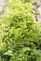 The parsley growing on a bed in sunny day. Close up. Vegetable background horizontally. Petrosel??num. Apiaceae family