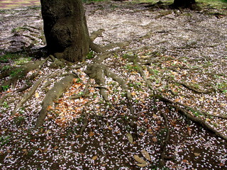 サクラの花弁散る風景