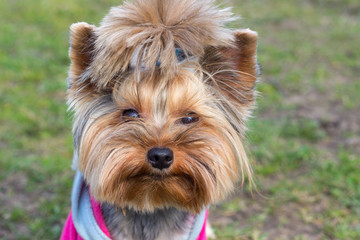 Yorkshire Terrier portrait close-up on green grass