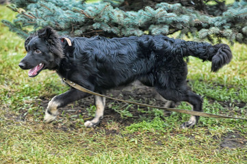 A closeup photo taken on a black dog