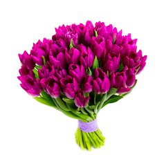 bunch violet tulips isolated on white background