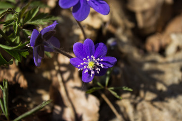 Hepatica Nobilis -  the first flowers in the spring forest. Selective focus. Closeup. Horizontal.