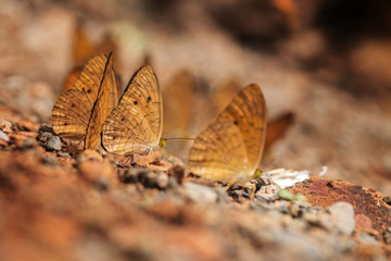 Butterfly on the ground