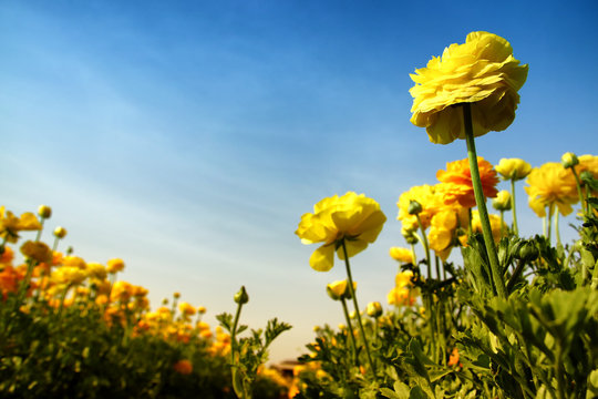 low angle Image of beautiful yellow spring flowers.