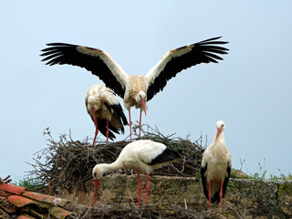 White stork (Ciconia ciconia)