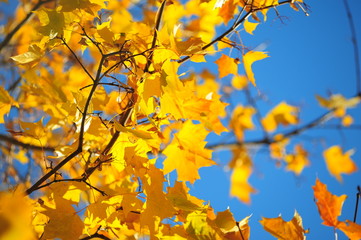 Autumn maple leaves on background
