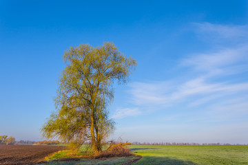 alone tree among a green fields