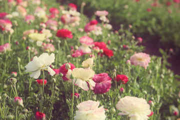 Image of beautiful pink and white spring flowers.