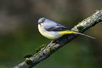 Grey Wagtail