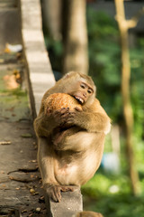 Monkey with blur background 