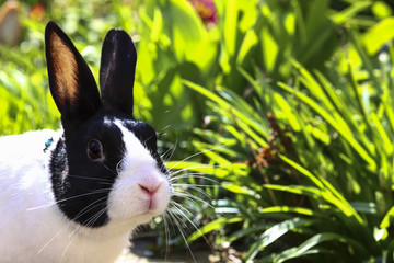 Naklejka premium Pet rabbit in garden