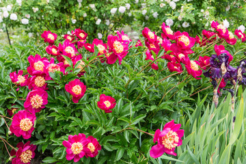 Pink and Yellow Flowers on Green