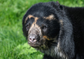 Andean Bear