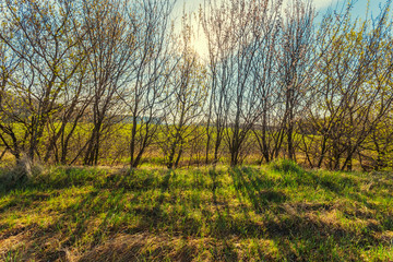 sun push through a small tree rows