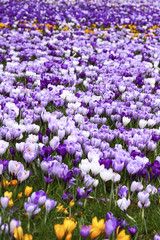 Springtime crocuses in full bloom