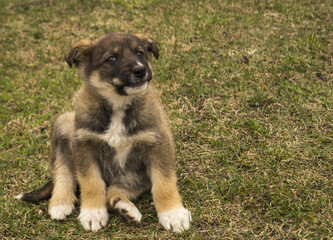 Pet dog on background of the green herb