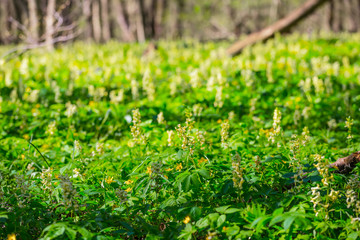green spring forest glade landscape